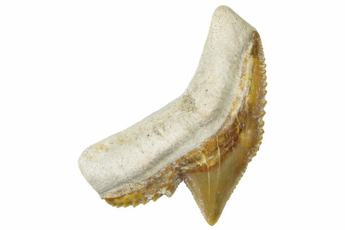 Fossil Tiger Shark (Galeocerdo) Tooth - Bone Valley, Florida #299615